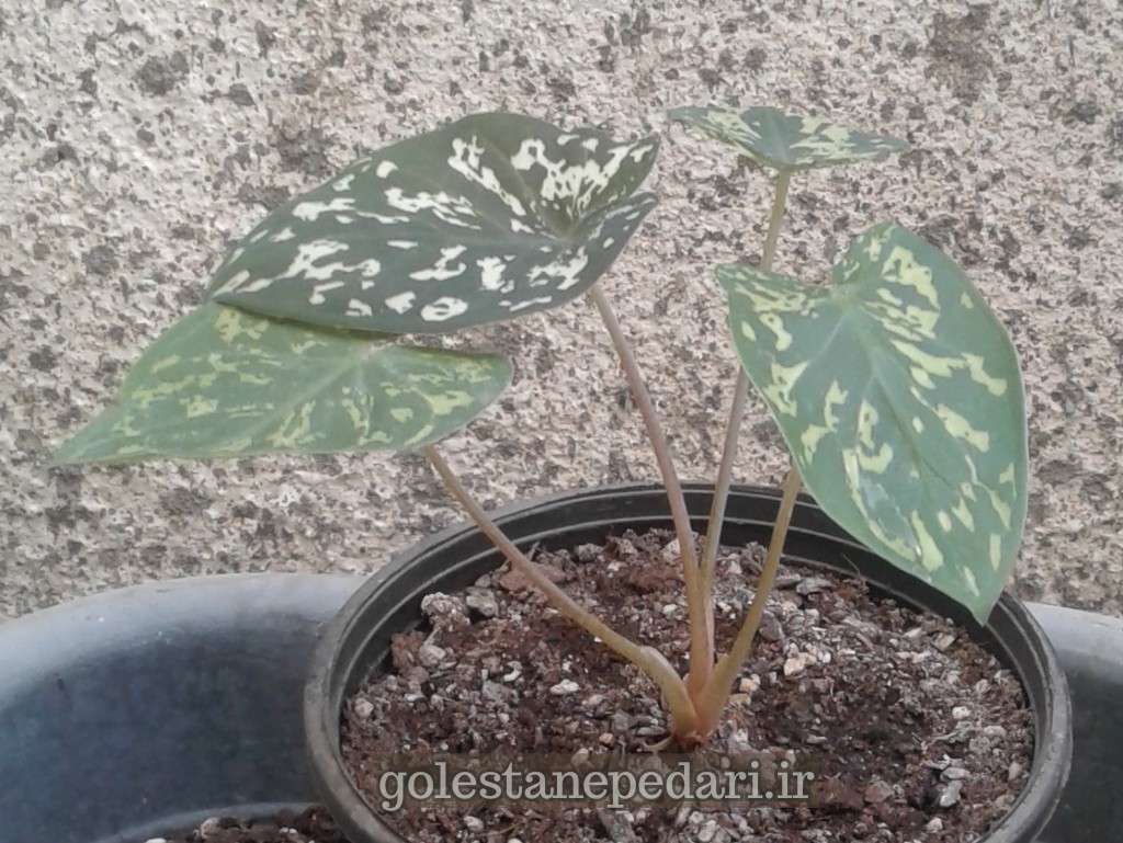 آلوکازیا هیلو بیوتی