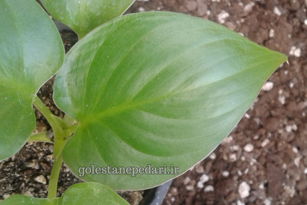 هومالومنا مگی