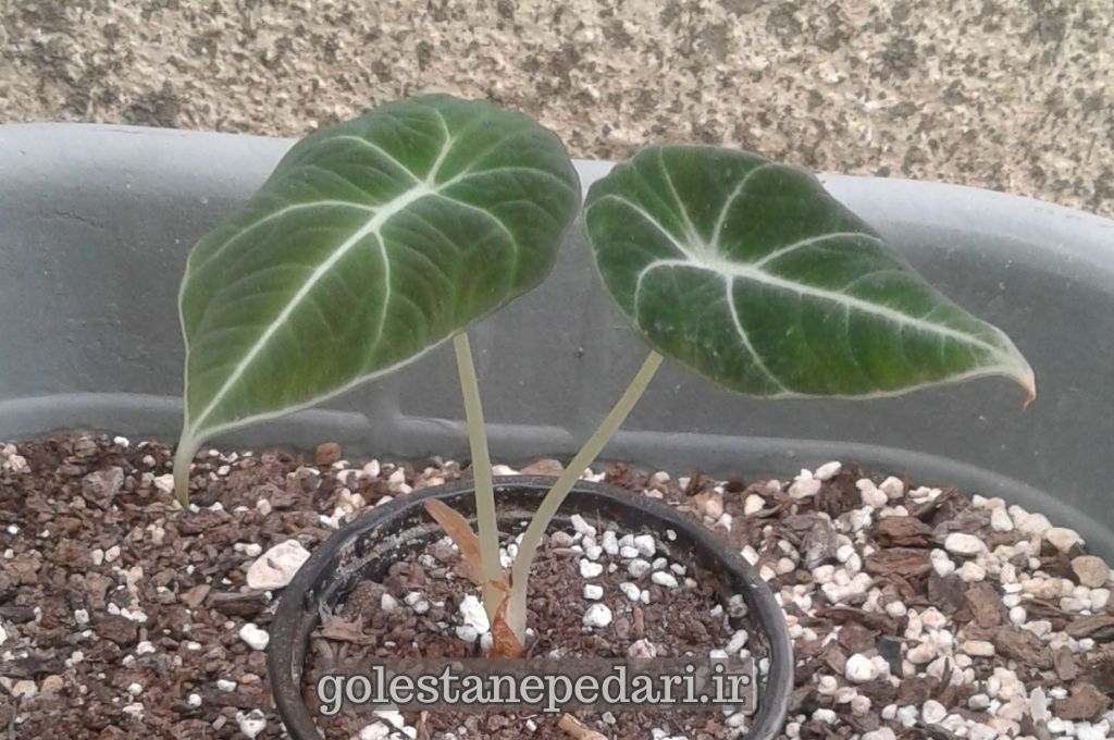 آلوکازیا بلک ولوت