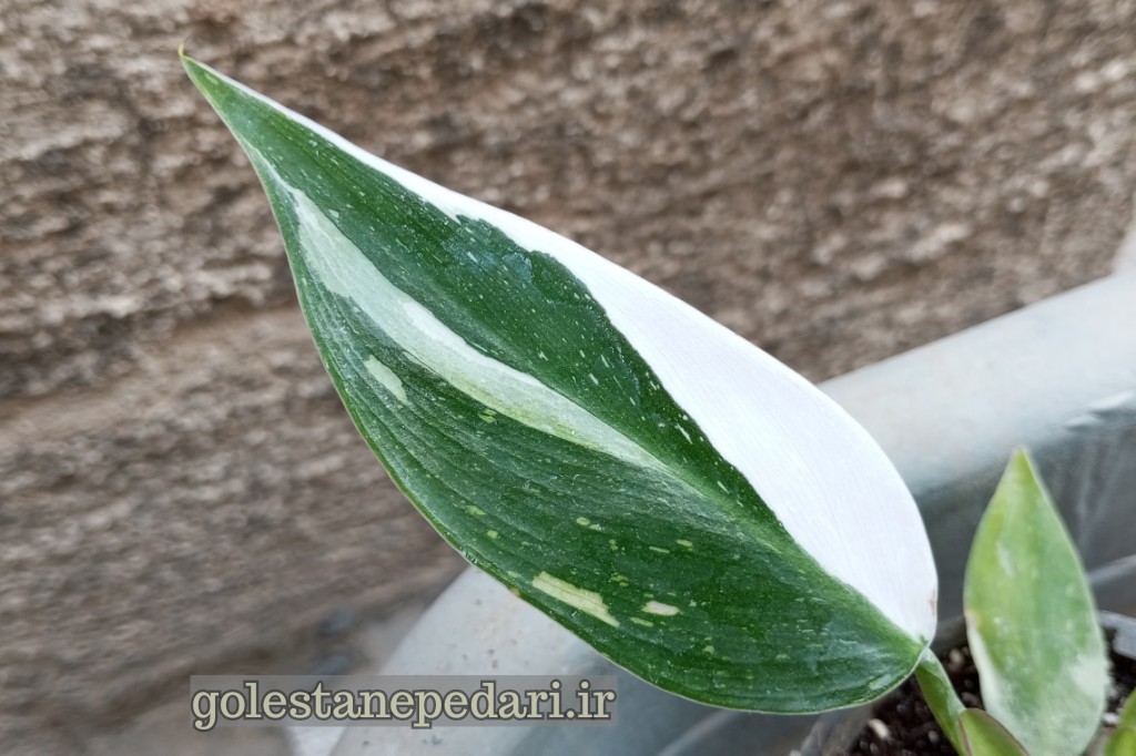 فیلودندرون وایت پرنسس