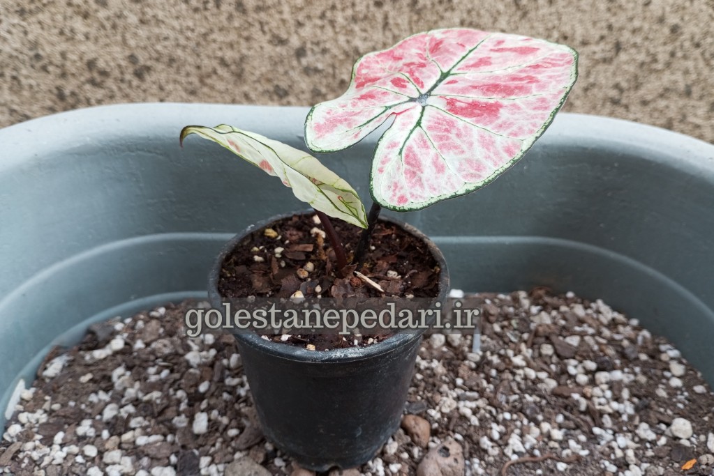 کالادیوم استرابری استار