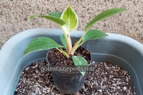 فیلودندرون برکین