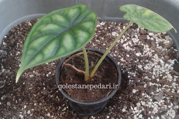 آلوکازیا دراگون اسکیل