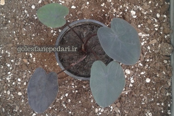 کالوکازیا یاقوت کبود