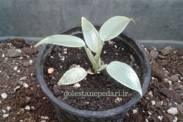 فیلودندرون سیلور