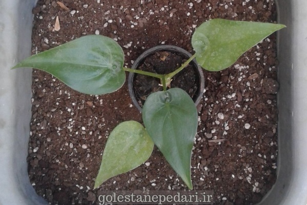 آلوکازیا کوکولاتا