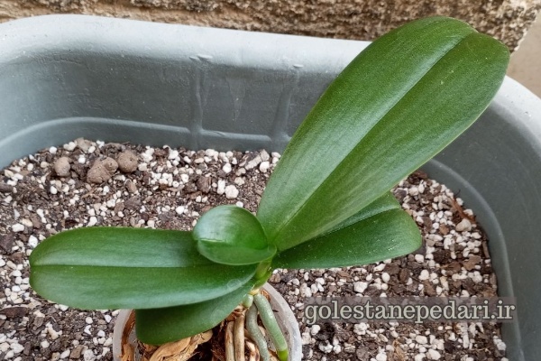 ارکیده فالانوپسیس سفید