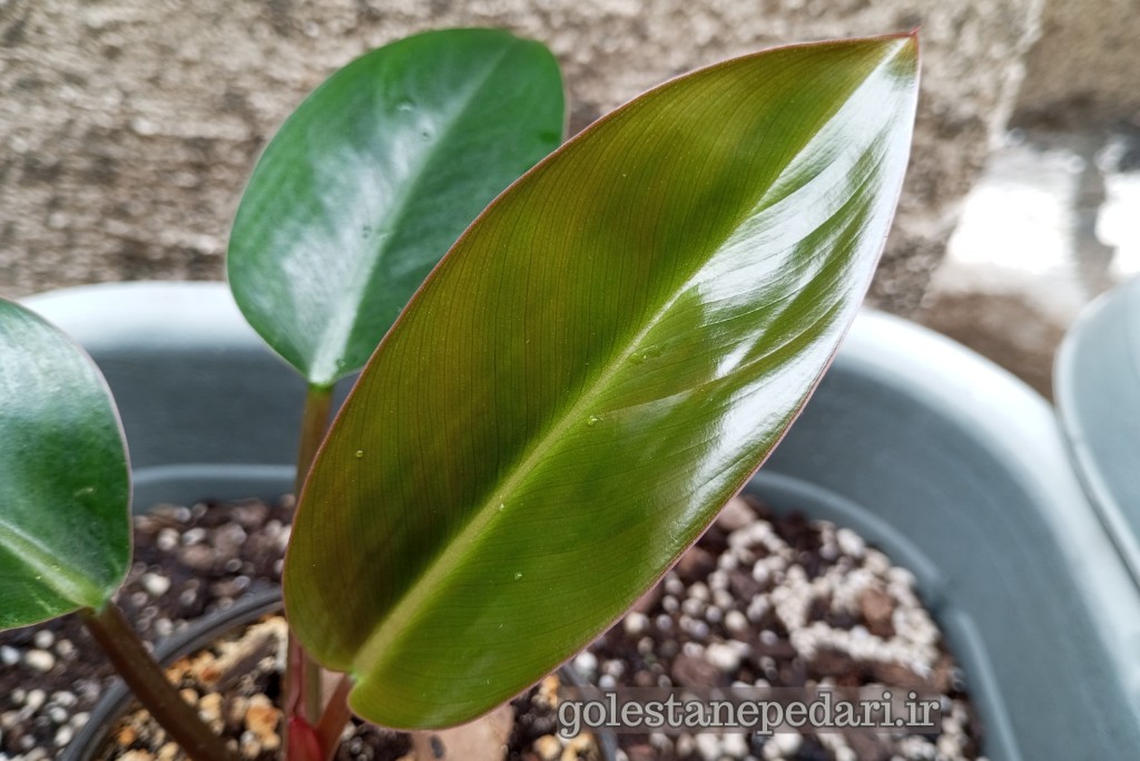 فیلودندرون رد بیوتی