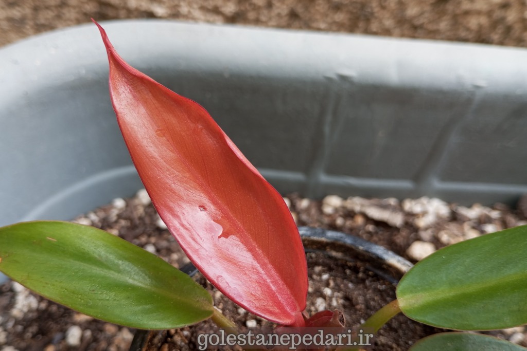 فیلودندرون سان رد