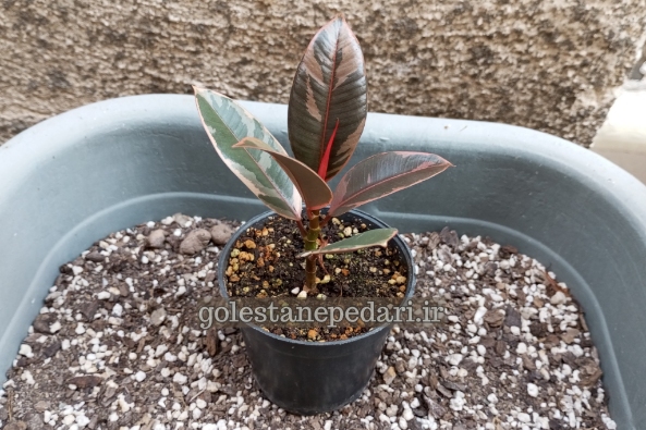 فیکوس یاقوتی