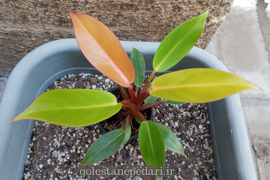 فیلودندرون شاهزاده نارنجی