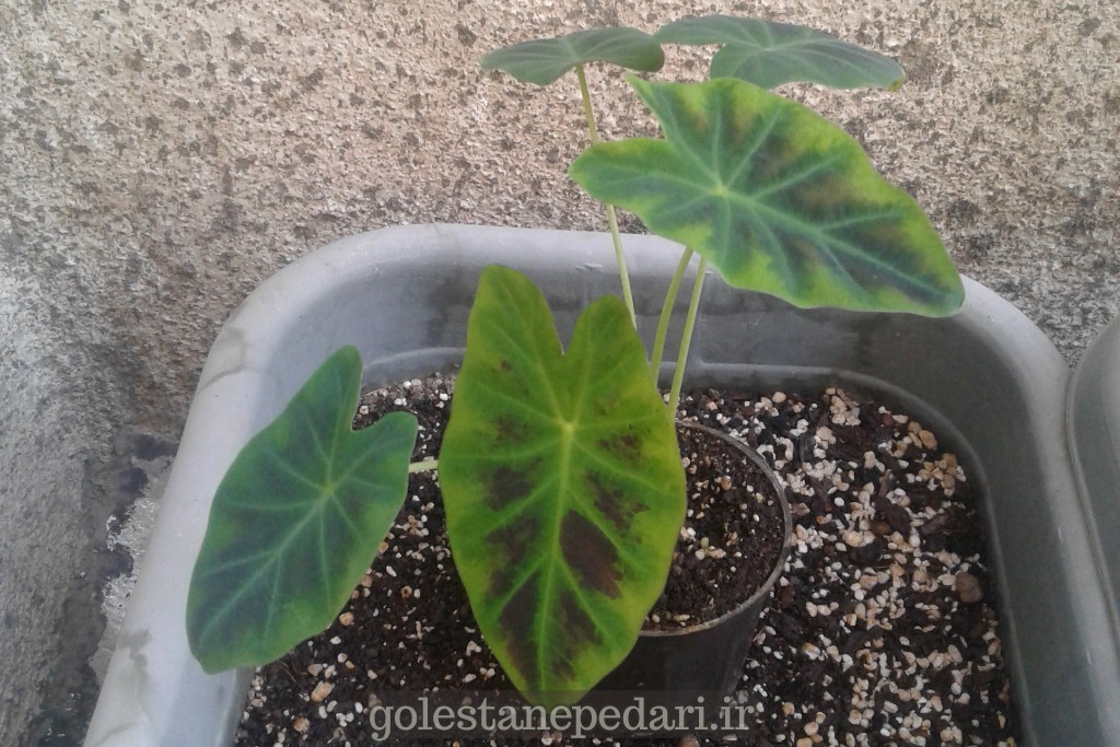 کالوکازیا بلک بیوتی